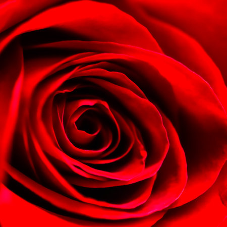 Red rose flower petals. Macro flowers background. Soft focusの写真素材
