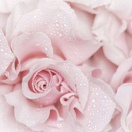 Pink rose flower. Macro flowers background for holiday designの写真素材