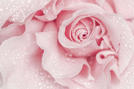Pink rose flower. Macro flowers background for holiday designの写真素材