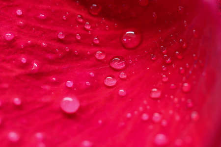 Background of red rose petals with dew drops. Bokeh with light reflection. Macro blurred natural backdropの写真素材
