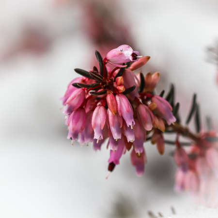 Blooming pink flowers Erica carnea in the snow. Spring background, gardening concept
