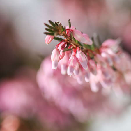 Pink Erica carnea flowers in the garden in early springの写真素材