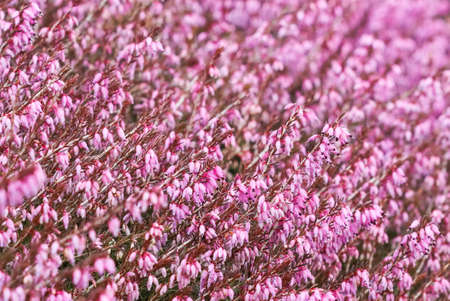 Pink Erica carnea flowers in the garden in early springの写真素材