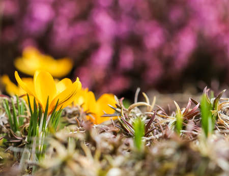 Spring is coming. The first yellow crocuses in my gardenの写真素材
