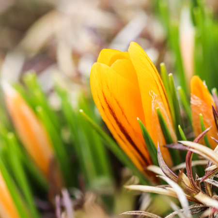 Spring is coming. The first yellow crocuses in my gardenの写真素材