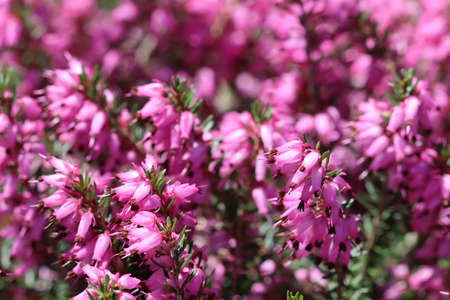 Pink Erica carnea flowers, winter Heath, in the garden in early spring. Floral background, botanical conceptの写真素材
