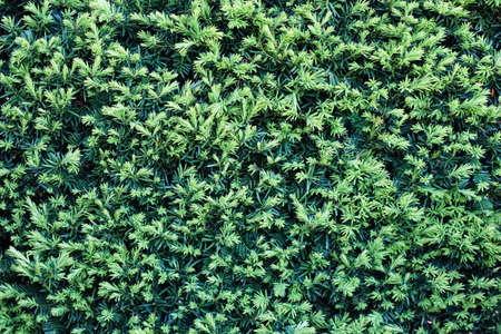 Background of sheared evergreen yew. Landscape design concept