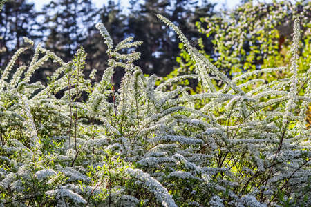 Thunberg Spirea, Spiraea Thunbergii, bush in blossom. Background of white flowers. Gardening conceptの写真素材