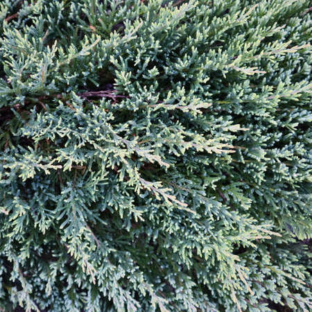 Background of blue evergreen conifer branches of Juniperus squamata Blue Carpet in the gardenの写真素材
