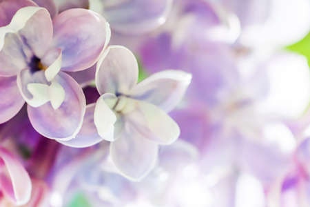 Background of blooming purple terry lilac. Soft focus. Floral backdropの写真素材