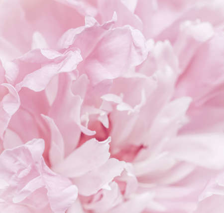 Soft focus, abstract floral background, pink peony flower petals. Macro flowers backdrop for holiday brand designの写真素材