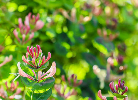 Pink Honeysuckle buds and flowers in a sunny garden. Lonicera Etrusca Santi caprifolium, woodbine in bloom. gardening concept. floral backgroundの写真素材