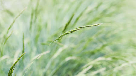 Decorative Grass Blue Fescue. Festuca glauca spikelets. natural background.の写真素材