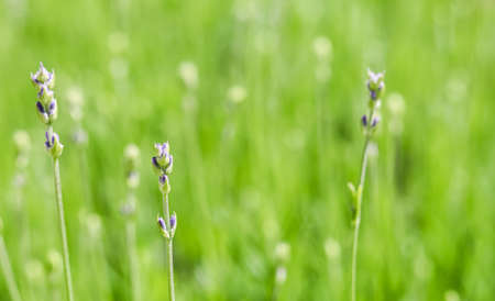 Soft focus on beautiful lavender buds in summer gardenの写真素材