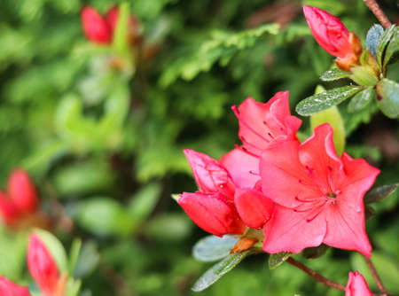 Blooming red azalea flowers in the spring garden. gardening concept. floral backgroundの写真素材