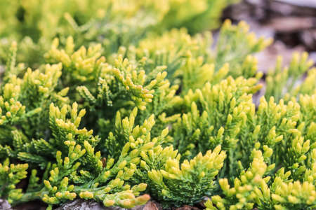 Evergreen coniferous branches of Juniperus horizontalis Golden Carpet, Creeping Juniper against the background of barkの写真素材