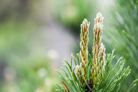Green pine branch with young shoots in spring. natural backgroundの写真素材