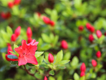 Blooming red azalea flowers in the spring garden. Gardening concept. Floral backgroundの写真素材