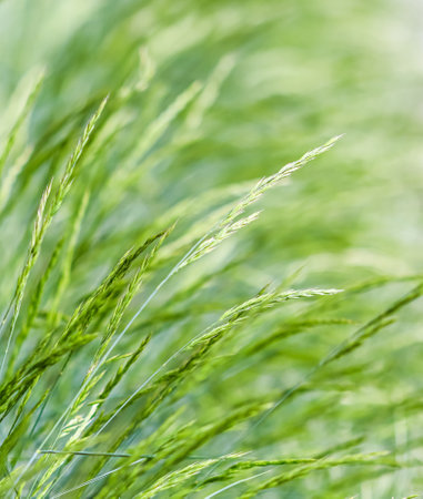 Decorative grass Blue Fescue. Festuca glauca spikelets. Natural background.の写真素材