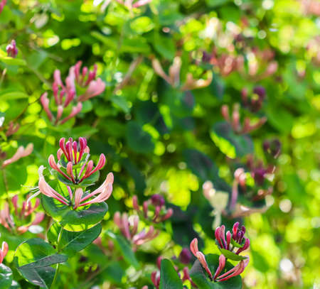 Pink Honeysuckle buds and flowers in a sunny garden. Lonicera Etrusca Santi caprifolium, woodbine in bloom. Gardening concept. Floral backgroundの写真素材