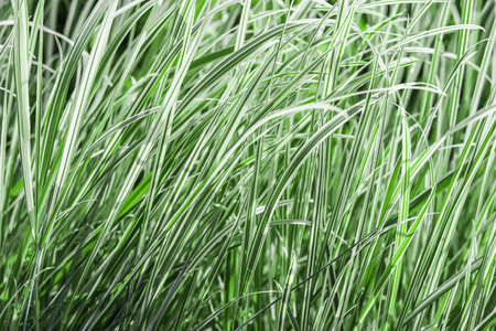Decorative green and white striped grass. Arrhenatherum elatius bulbosum variegatum. Soft focus. Natural background.の写真素材