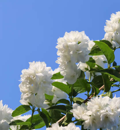 White terry jasmine flowers in the garden against blue sky. floral backgroundの写真素材