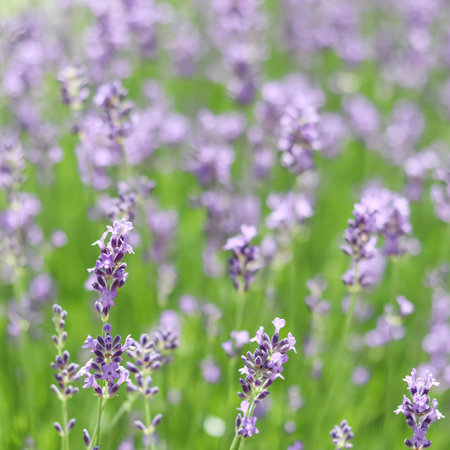 Background from violet lavender in the garden. soft focusの写真素材