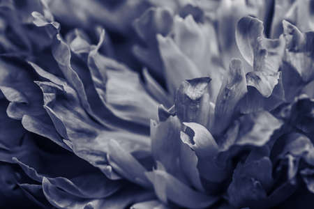 Soft focus, abstract floral background, black peony flower petals. Macro flowers backdrop for...