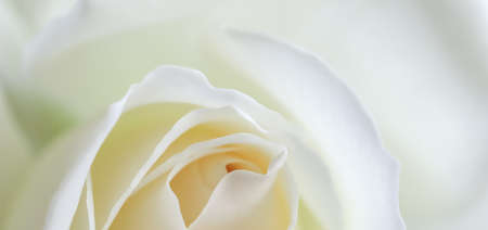 Soft focus, abstract floral background, white rose flower. Macro flowers backdrop for holiday brand designの写真素材