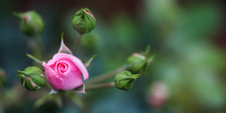 Soft pink rose Bonica with buds in the garden. Perfect for background of greeting cardsの写真素材