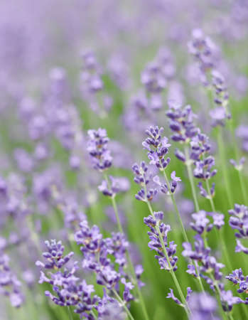 Background from violet lavender in the garden. Soft focusの写真素材