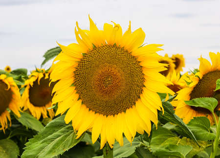 Yellow sunflower in an abundance plantation field in summer. High quality photoの写真素材