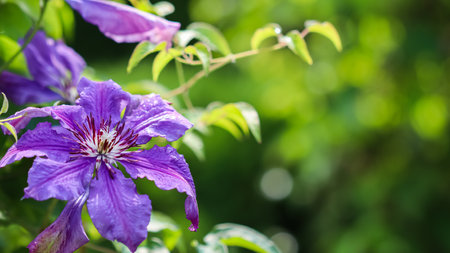 Blurred background, texture, summer garden pattern and violet clematis flower in sunlight. Extreme...