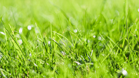 Texture, background, pattern of green grass. Bokeh with light reflection. Natural backdropの写真素材