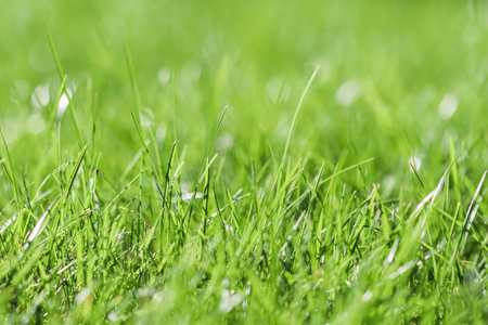 Texture, background, pattern of green grass with an insect. Bokeh with light reflection. Natural backdropの写真素材