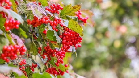 Red berries of viburnum on the branches of a bush in the garden. Blurred autumn background