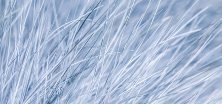 Blue white background of ornamental grass Festuca glauca. Soft focusの写真素材