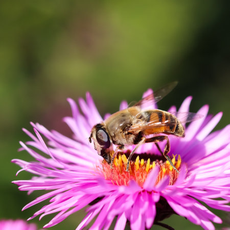 Worker bee on pink aster flowers in autumn garden on a sunny dayの写真素材