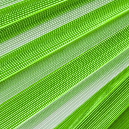 Palm leaf texture for background. Summer holiday and tropical nature concept.の写真素材