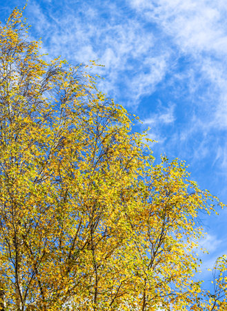Autumn background. Bright yellow leaves on birch branches against blue sky with cloudsの写真素材
