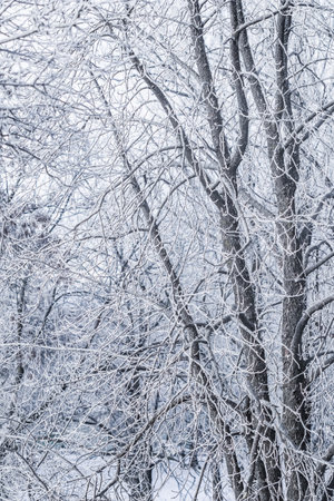 Background of tree branches covered with frost. Landscape of nature with white snow and cold weather. Winter holiday conceptの写真素材