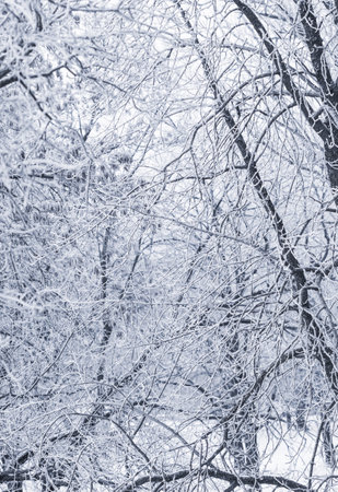 Background of tree branches covered with frost. Landscape of nature with white snow and cold weather. Winter holiday conceptの写真素材