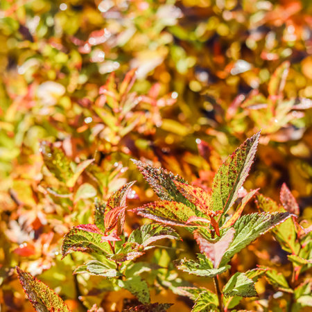 Yellow and red Spiraea japonica leaves in the autumn garden. Blurred natural backgroundの写真素材