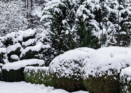 Winter garden with decorative shrubs and shaped yew and boxwood, Buxus, covered with a thick layer of white fluffy snow. Gardening concept.の写真素材