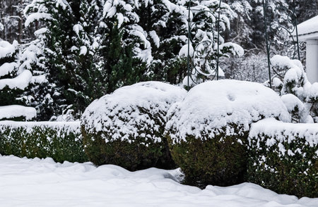 Winter garden with decorative shrubs and shaped yew and boxwood, Buxus, covered with a thick layer of white fluffy snow. Gardening concept.の写真素材