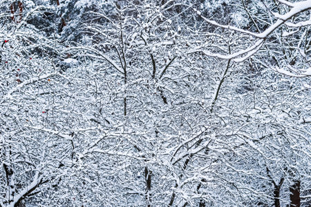 Fluffy snow-covered trees branches, nature scenery with white snow and cold weather. Snowing...