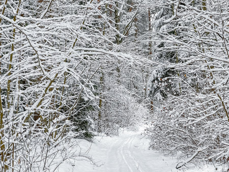 Lovely winter forest. Trees and bushes covered in snow. Ski track on a snow-white roadの写真素材