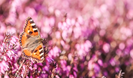 Butterfly on pink Erica Carnea flowers, Winter Hit, in early springの写真素材