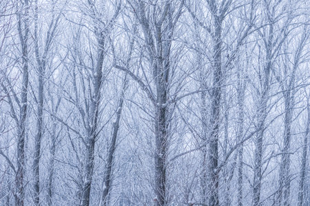 Background of tree branches covered with frost. Landscape of nature with fog and white snow. Winter...