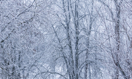 Background of tree branches covered with frost. Landscape of nature with fog and white snow. Winter...